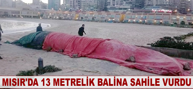 Mısır’da 13 metrelik balina sahile vurdu