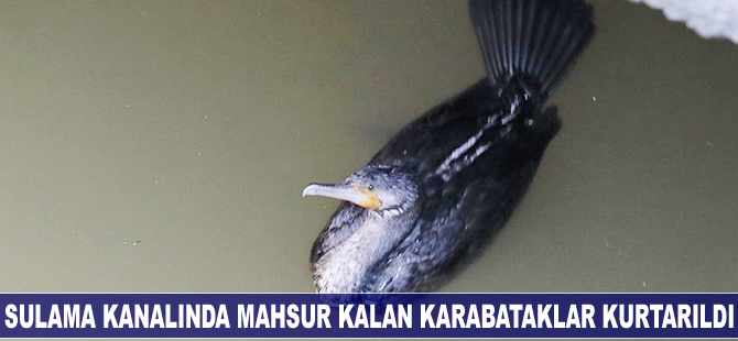 Sulama kanalında mahsur kalan karabataklar kurtarıldı