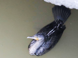 Sulama kanalında mahsur kalan karabataklar kurtarıldı