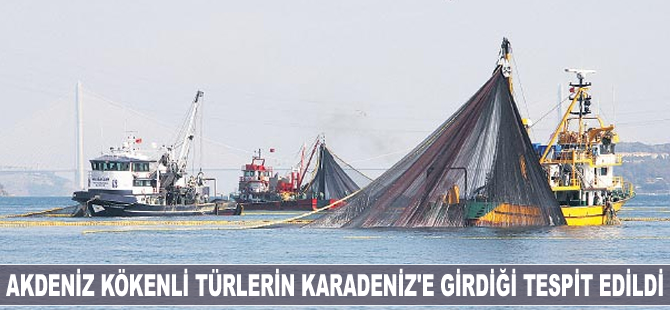 Akdeniz kökenli türlerin Karadeniz’e girdiği tespit edildi