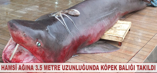 Hamsi ağına 3.5 metre uzunluğunda köpek balığı takıldı