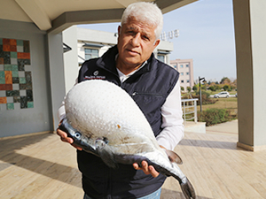 Antalya Körfezi'nde okyanus balon balığı görüldü