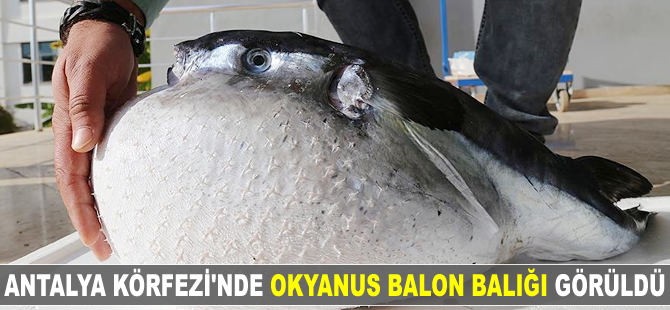 Antalya Körfezi'nde okyanus balon balığı görüldü