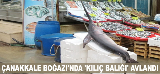 Çanakkale Boğazı'nda 'kılıç balığı' avlandı