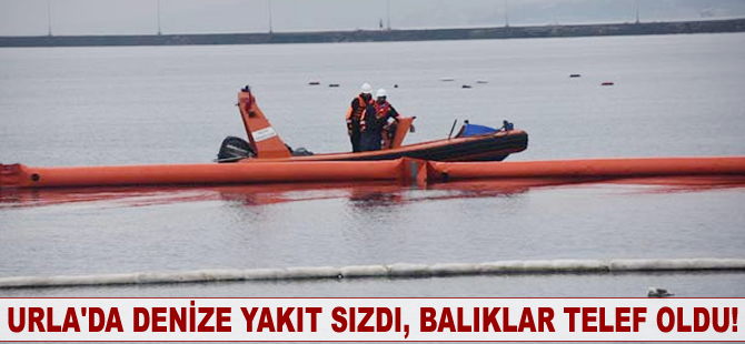 Urla’da denize yakıt sızdı, balıklar telef oldu