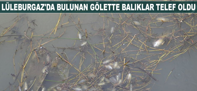 Lüleburgaz'da bulunan gölette balıklar telef oldu
