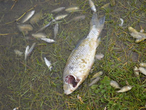 Lüleburgaz'da bulunan gölette balıklar telef oldu