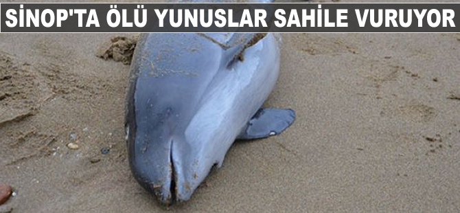Sinop'ta ölü yunuslar sahile vuruyor