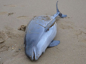 Sinop'ta ölü yunuslar sahile vuruyor