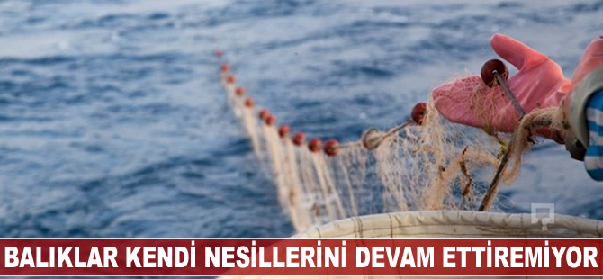 Balıklar kendi nesillerini devam ettiremiyor