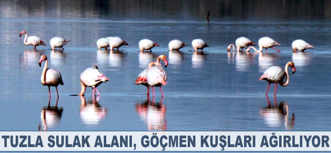 Tuzla Sulak Alanı göçmen kuşları ağırlıyor