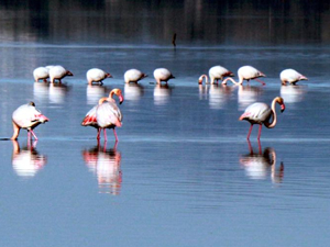Tuzla Sulak Alanı göçmen kuşları ağırlıyor