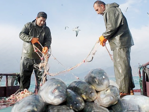 Van Gölü'nde inci kefali balıkçıları sevindirdi