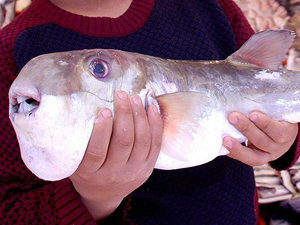 Japonya'da balon balığı uyarısı yapıldı