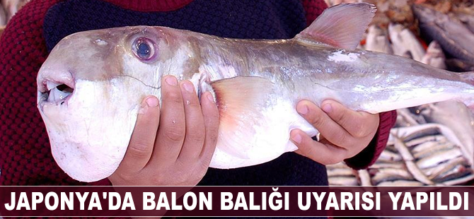 Japonya'da balon balığı uyarısı yapıldı
