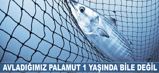 Avladığımız palamut 1 yaşında bile değil