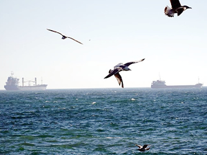 Marmara Denizi'nde poyraz ulaşıma engel oldu