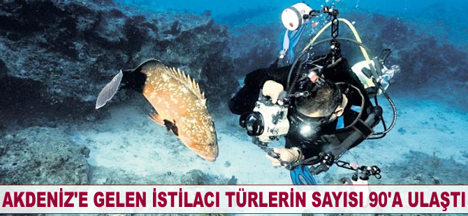 Akdeniz’e gelen istilacı türlerin sayısı 90’a ulaştı