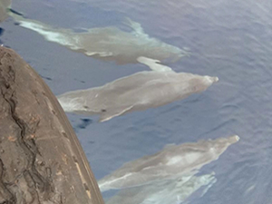 Belek açıklarında yunuslar görüntülendi