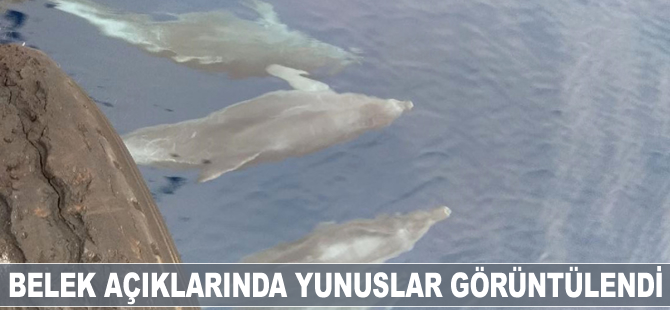 Belek açıklarında yunuslar görüntülendi