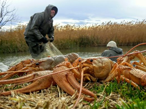 Kerevit bolluğu balıkçıların yüzünü güldürdü