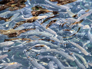 Elazığ 'yavru balık' üretim merkezi haline geldi