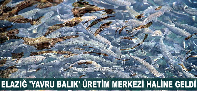 Elazığ 'yavru balık' üretim merkezi haline geldi