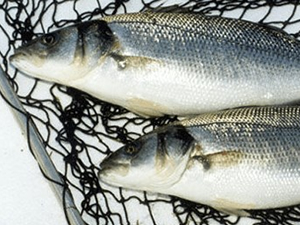 Fırtınanın yıktığı balık kafesinden 20 ton levrek kaçtı