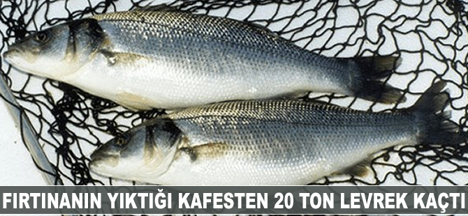 Fırtınanın yıktığı balık kafesinden 20 ton levrek kaçtı