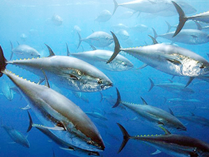 'Türkiye Orkinos Balığı Kota Dağılımı' toplantısı İMEAK DTO'da yapılacak