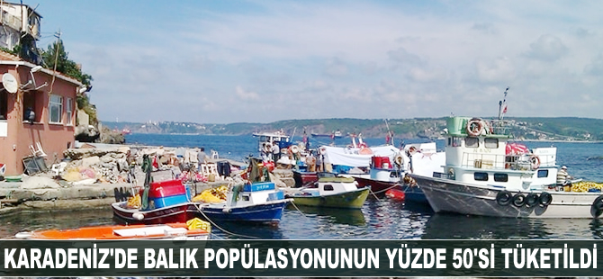 Karadeniz’de balık popülasyonunun yüzde 50’si tüketildi