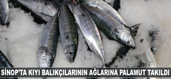Sinop'ta kıyı balıkçılarının ağlarına palamut takıldı