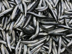 Hamsi, ne balıkçıları ne de vatandaşları memnun etti