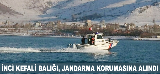 İnci kefali balığı, jandarma korumasına alındı