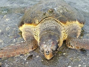 Çanakkale'de caretta caretta ölüsü sahile vurdu