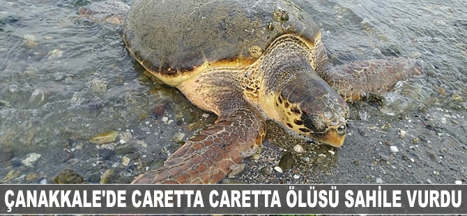 Çanakkale'de caretta caretta ölüsü sahile vurdu