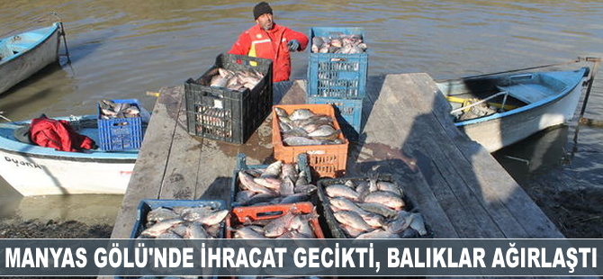 Manyas Gölü'nde ihracat gecikti, balıklar ağırlaştı