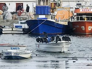 Marmara Ereğlisi'nde deniz 15 metre çekildi