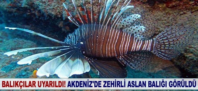 Akdeniz'de zehirli aslan balığı görüldü!