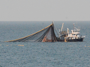Ordulu balıkçılar hamsi avlamak için Gürcistan'a gitti