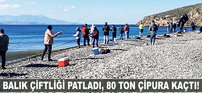 Balık çiftliği patladı, 80 ton çipura kaçtı!