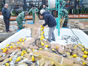 Sinop'ta denize açılan balıkçılar bir ton kefal balığı avladı