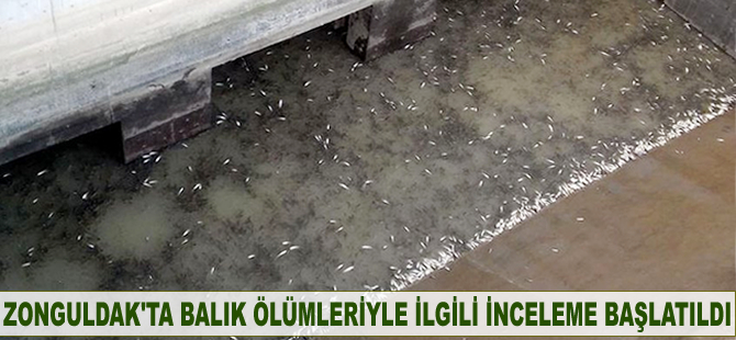 Zonguldak'ta balık ölümleriyle ilgili inceleme başlatıldı