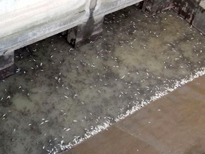 Zonguldak'ta balık ölümleriyle ilgili inceleme başlatıldı