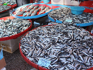 Kilosu 15 liradan satılan hamsi el yakıyor