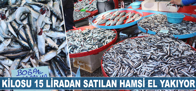 Kilosu 15 liradan satılan hamsi el yakıyor