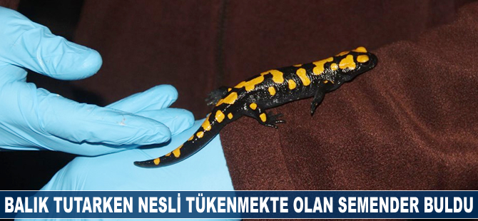 Balık tutarken nesli tükenmekte olan semender buldu