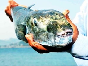 Bodrum'da zehirli balon balığı tedirginliği yaşanıyor