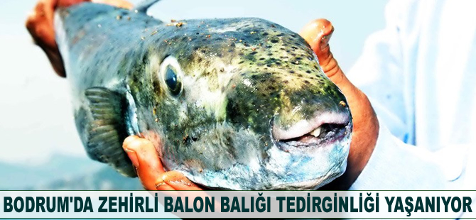 Bodrum'da zehirli balon balığı tedirginliği yaşanıyor