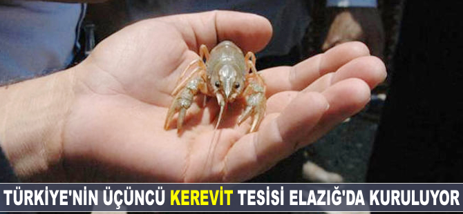 Türkiye'nin üçüncü kerevit tesisi Elazığ'da kuruluyor